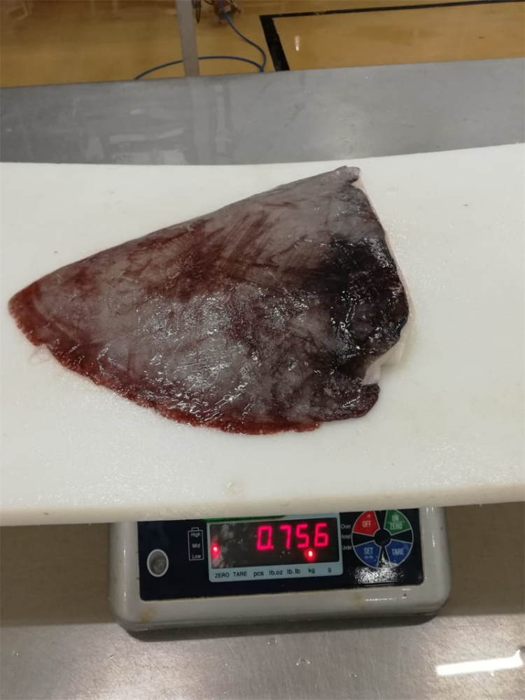 冷凍魷魚(yú)耳