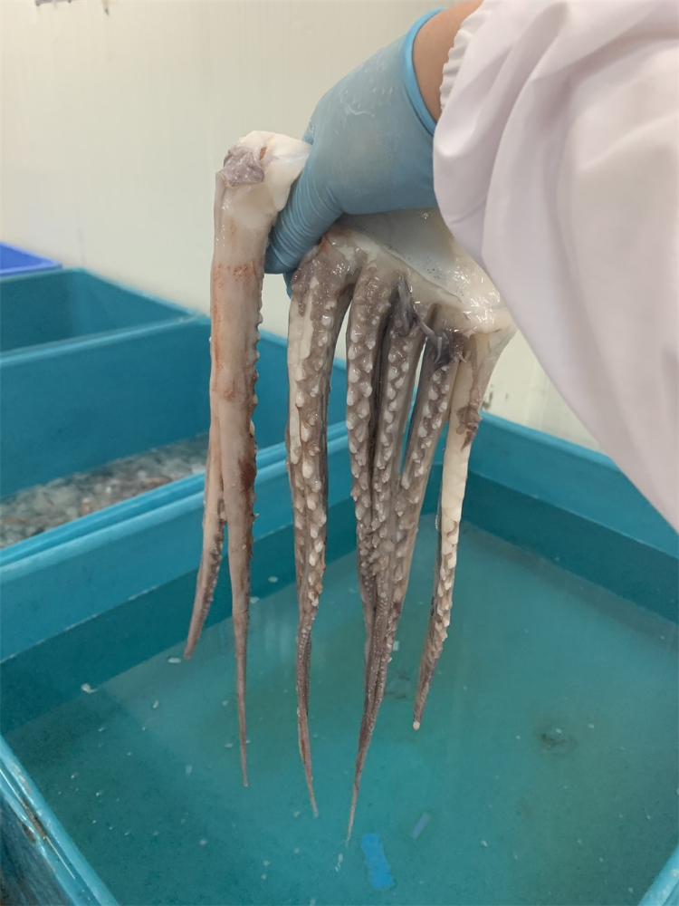 冷凍魷魚(yú)須 FROZEN GIANT SQUID TENTACLES