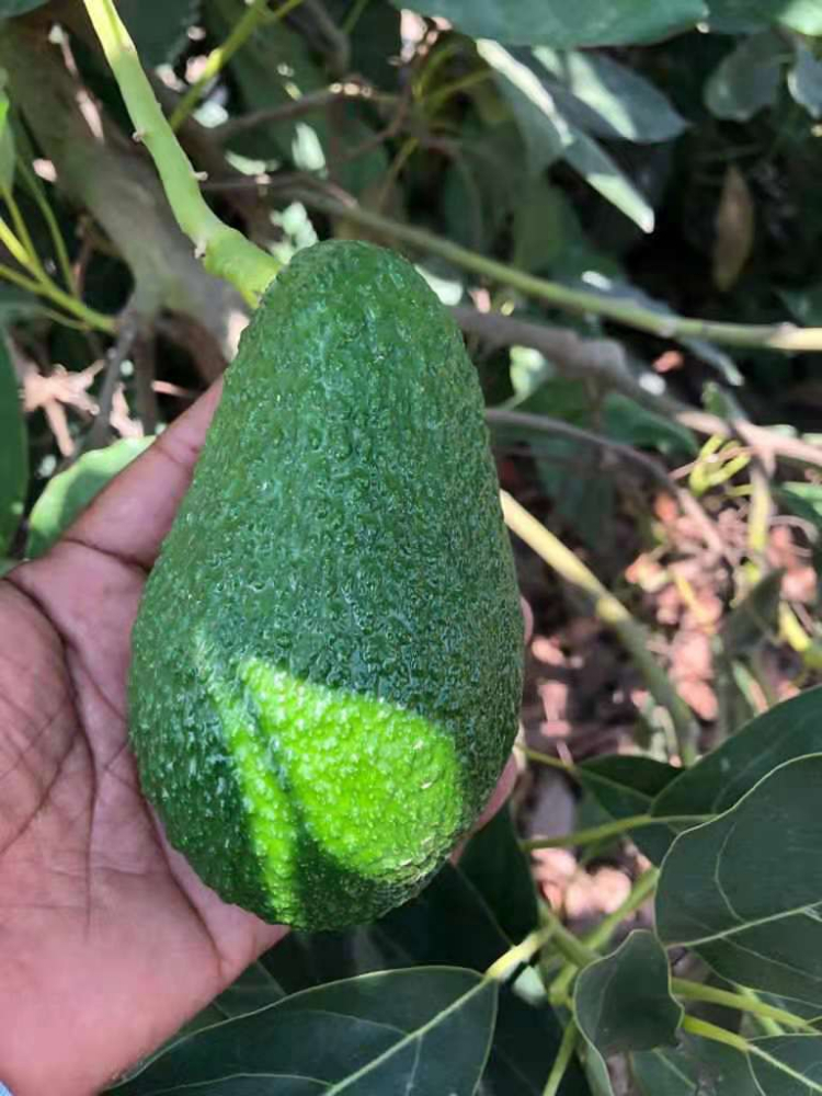 秘魯牛油果 PERUVIAN AVOCADO