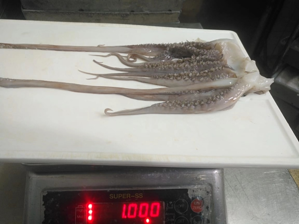 冷凍魷魚(yú)須 FROZEN GIANT SQUID TENTACLES